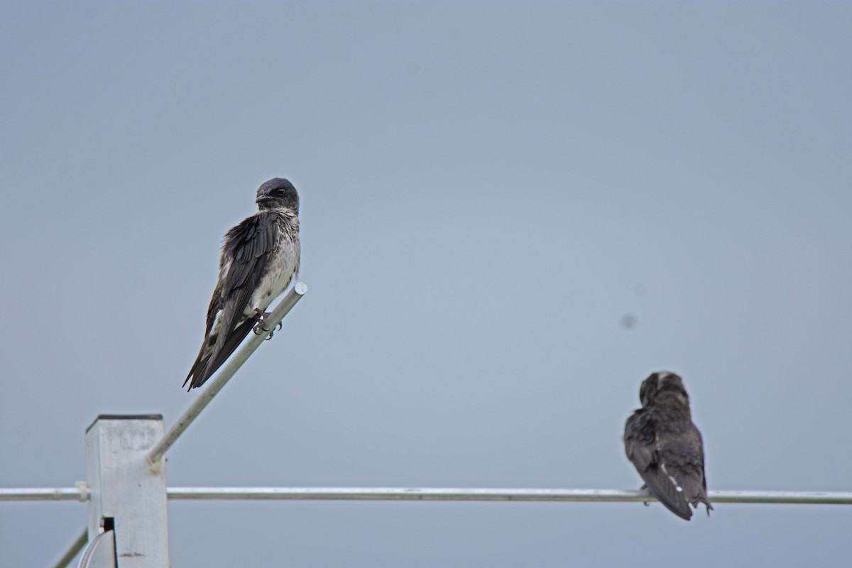 Purple Martin - ML636570987
