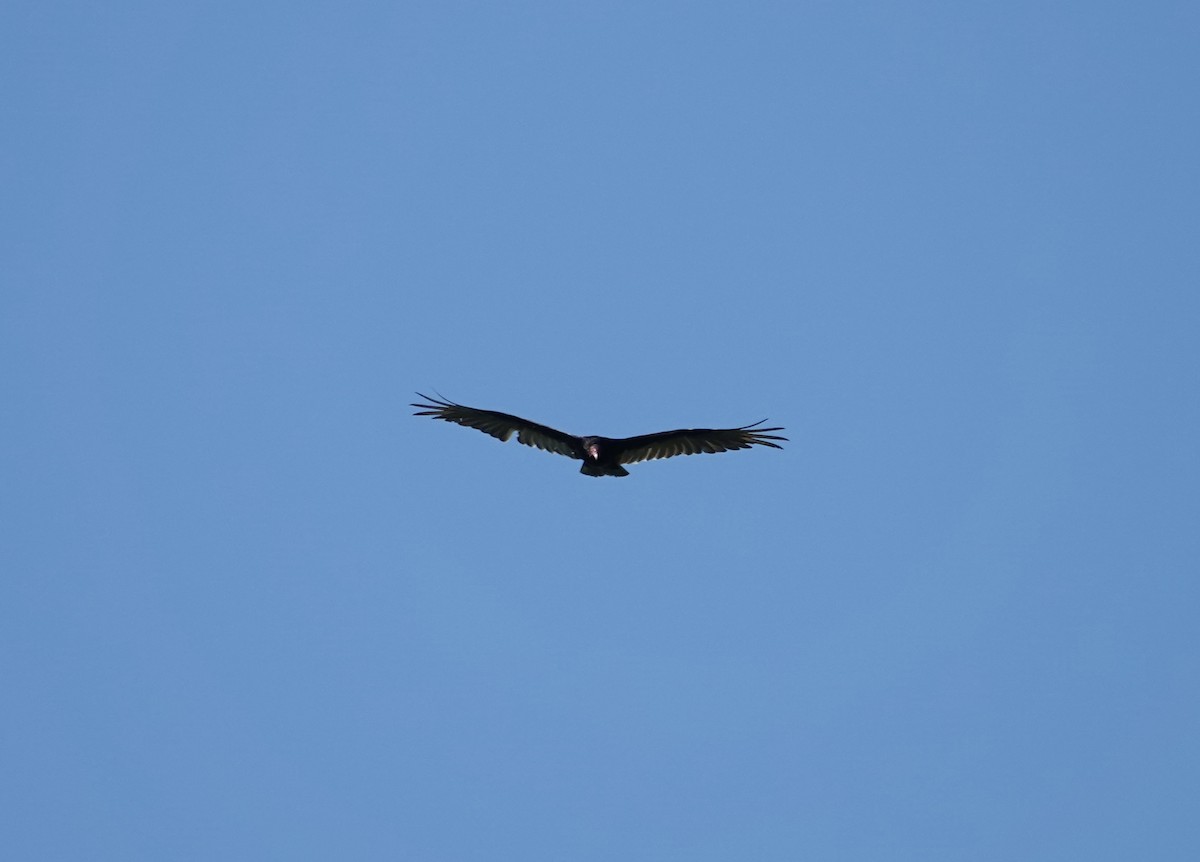 Hindi Akbabası - ML636571004