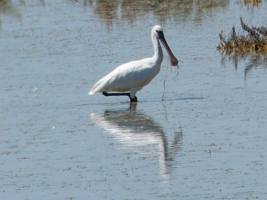 Eurasian Spoonbill - ML636571009