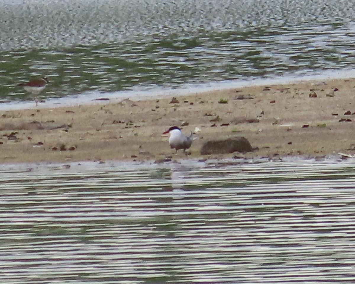 Arctic Tern - ML636571010