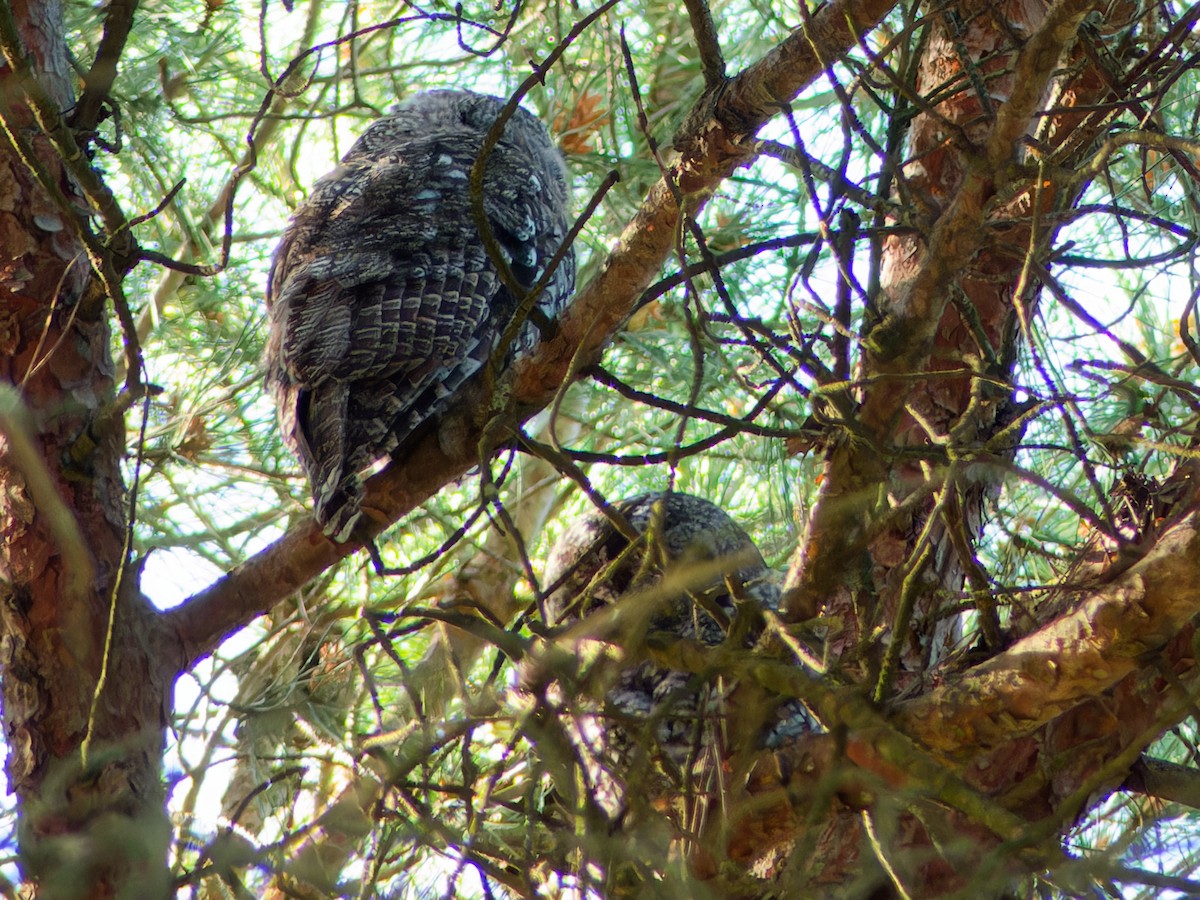 Tawny Owl - ML636571041
