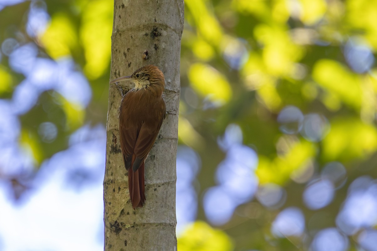 Scaled Woodcreeper - ML636571065