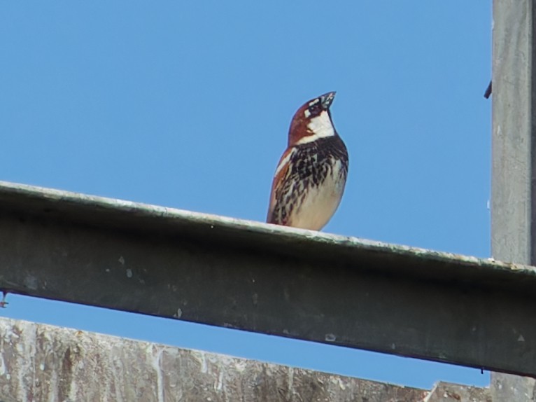 Spanish Sparrow - ML636571083