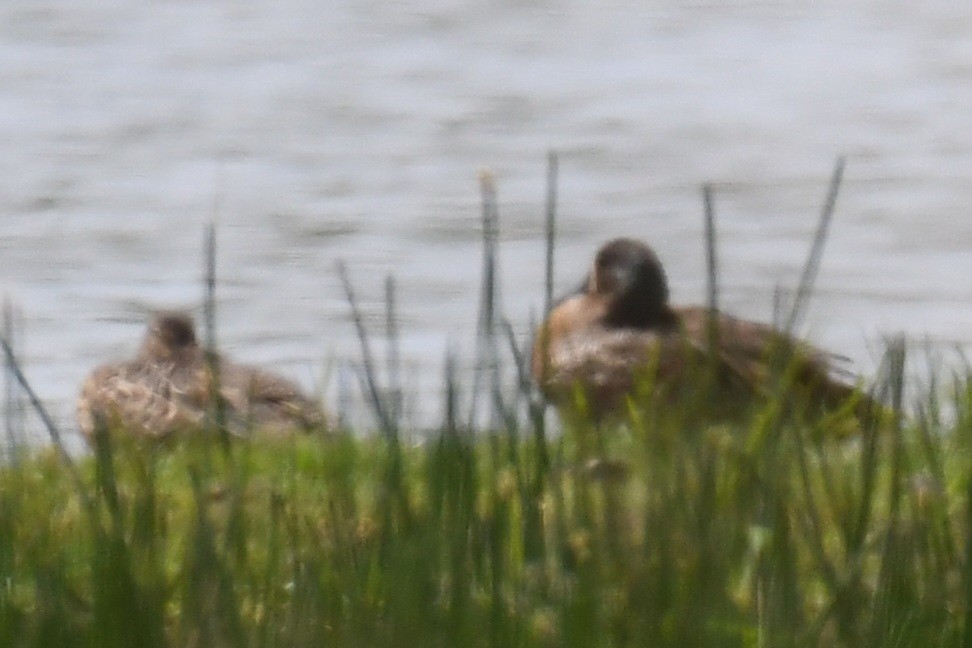 Blue-winged Teal - ML636571200