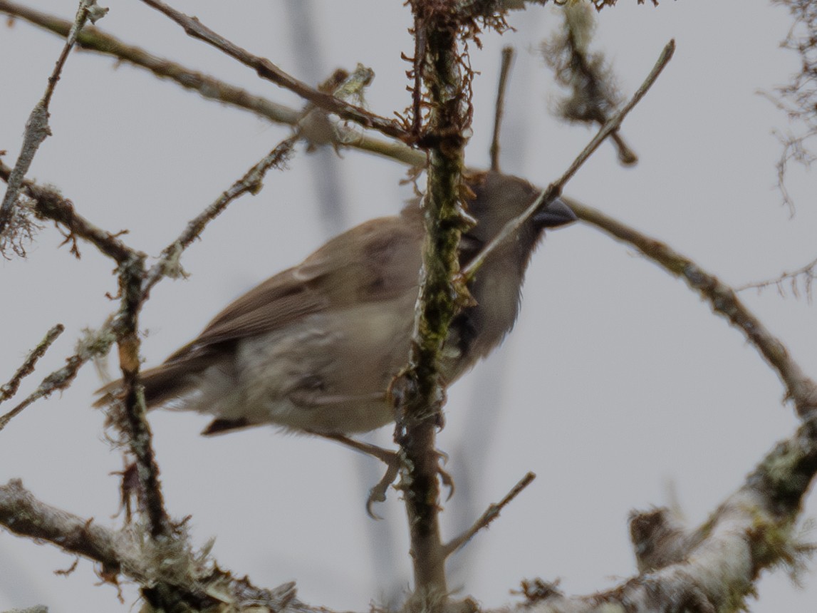 Large Tree-Finch - ML636571217