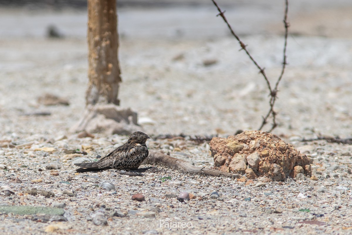 Antillean Nighthawk - ML636571234