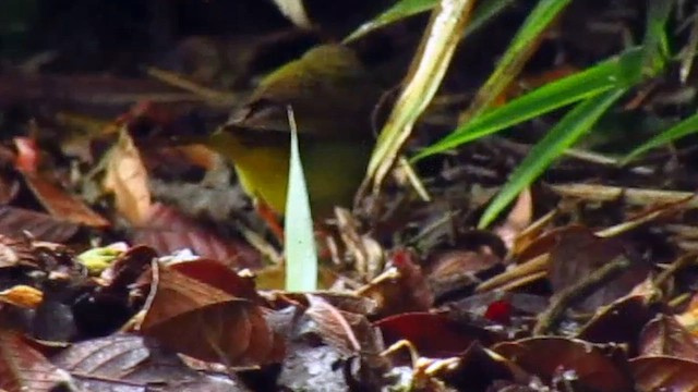 Connecticut Warbler - ML636571387