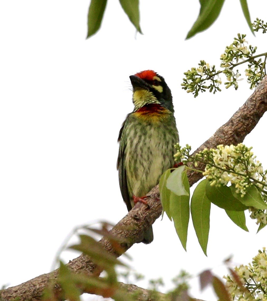 barbet zvučnohlasý - ML636571519