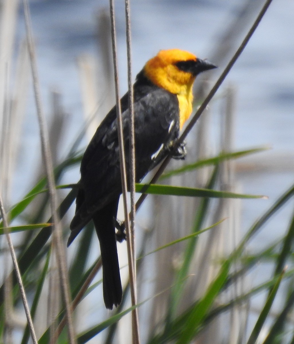 Yellow-headed Blackbird - ML636571565