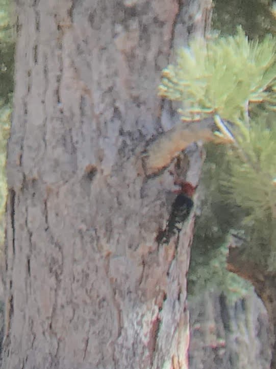 Red-breasted Sapsucker - ML636571573