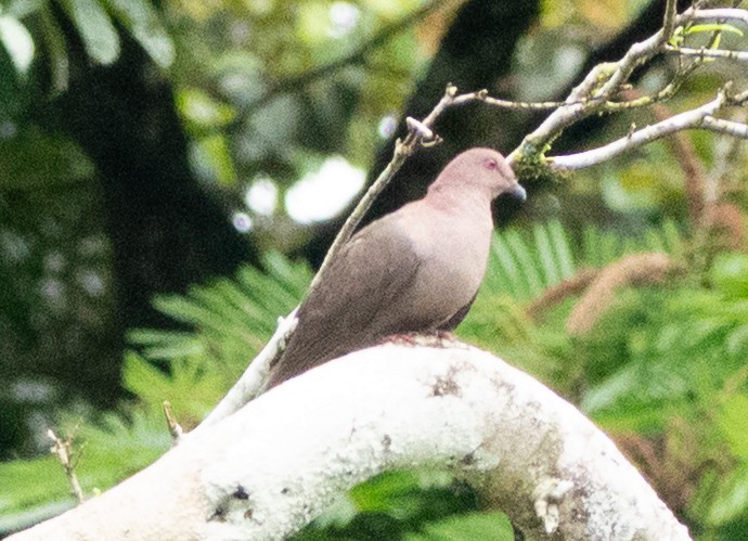 Short-billed Pigeon - ML636571576
