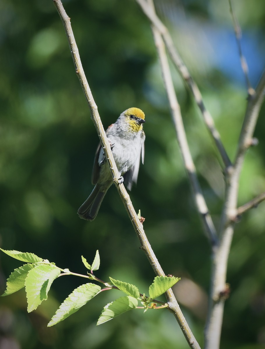 Verdin - ML636571654