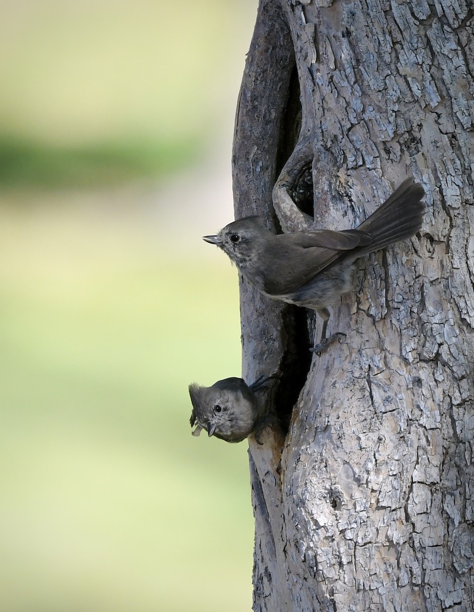 Oak Titmouse - ML636571661
