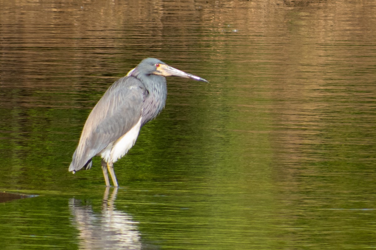 Tricolored Heron - Trek Imhoff