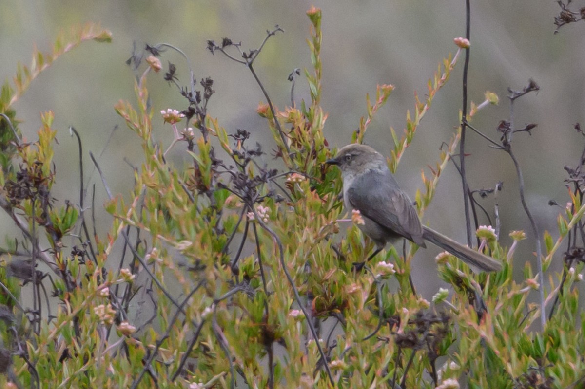 Bushtit - ML636571831