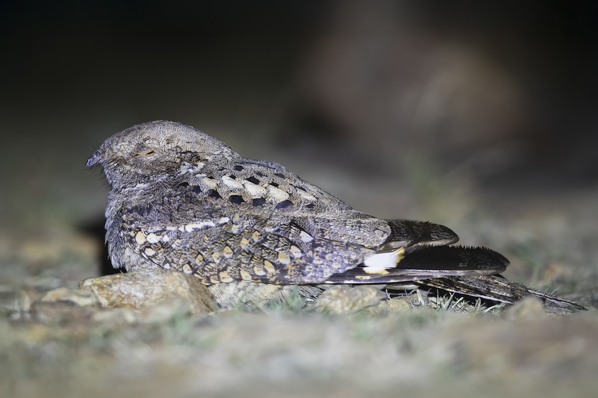 Plain Nightjar - ML636572225