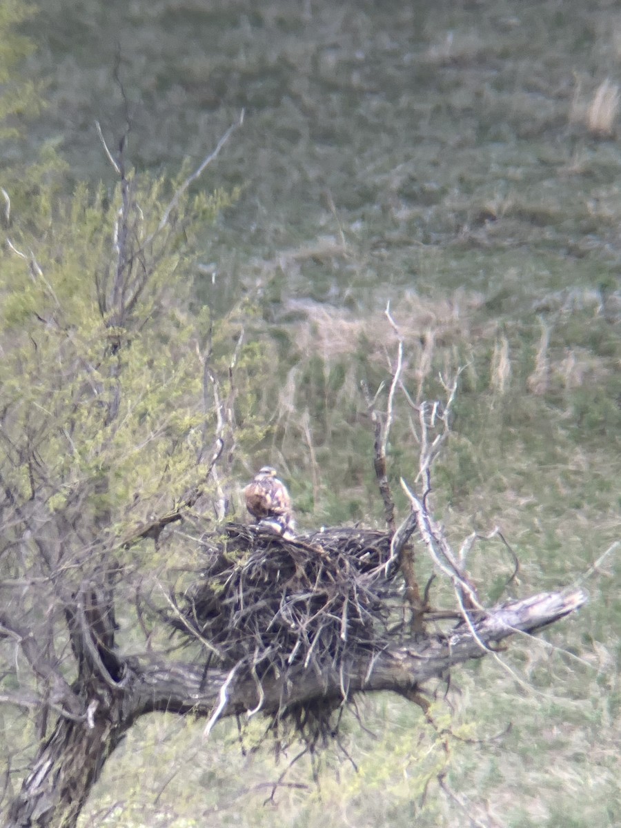 Ferruginous Hawk - ML636572238