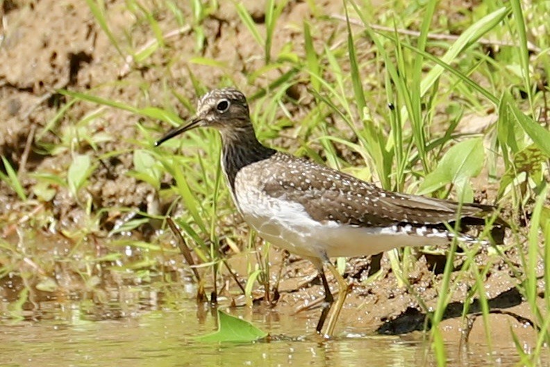 Solitary Sandpiper - ML636572248