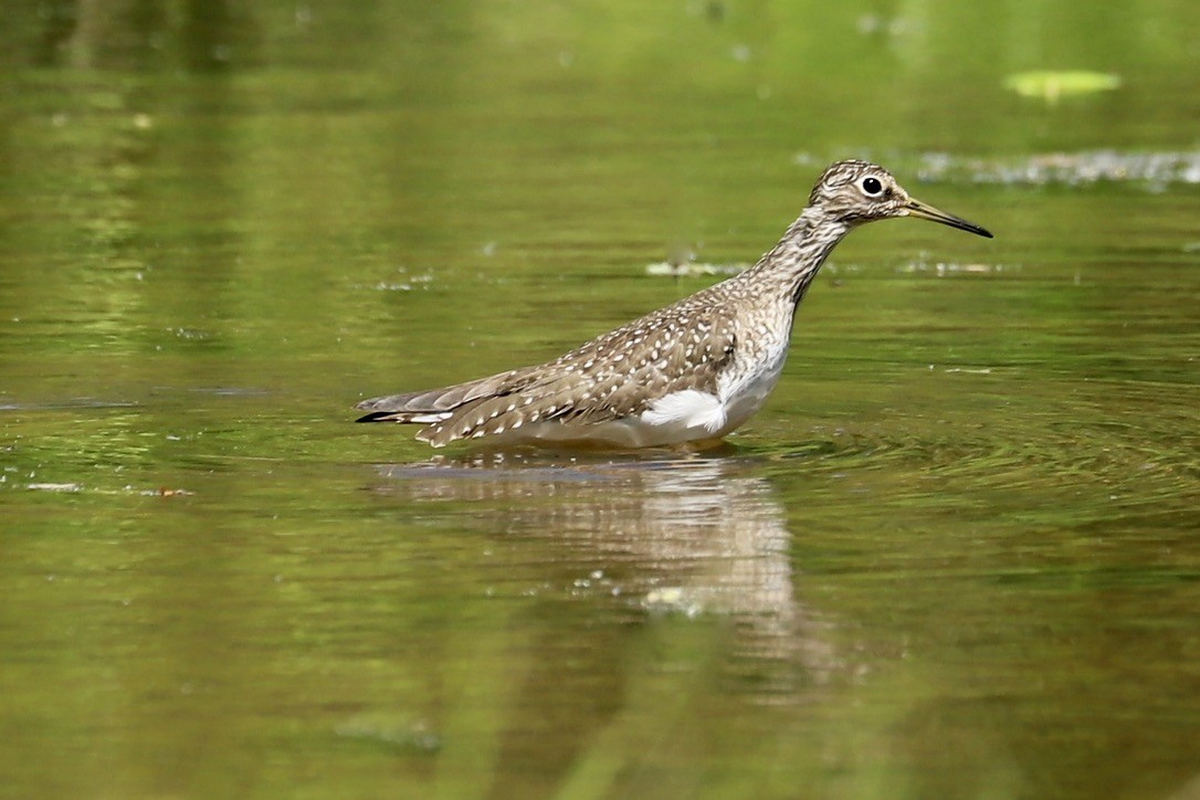 Solitary Sandpiper - ML636572249