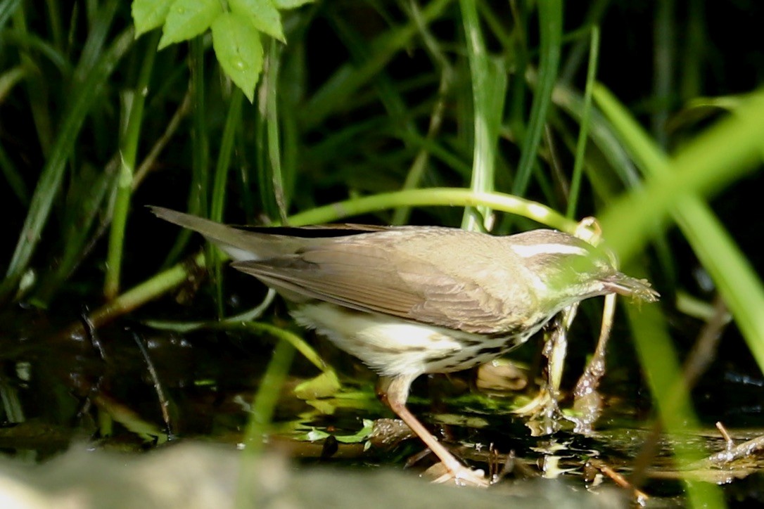 Louisiana Waterthrush - ML636572285