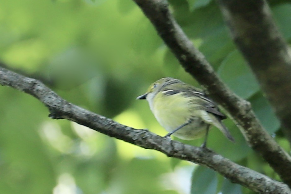 White-eyed Vireo - ML636572296