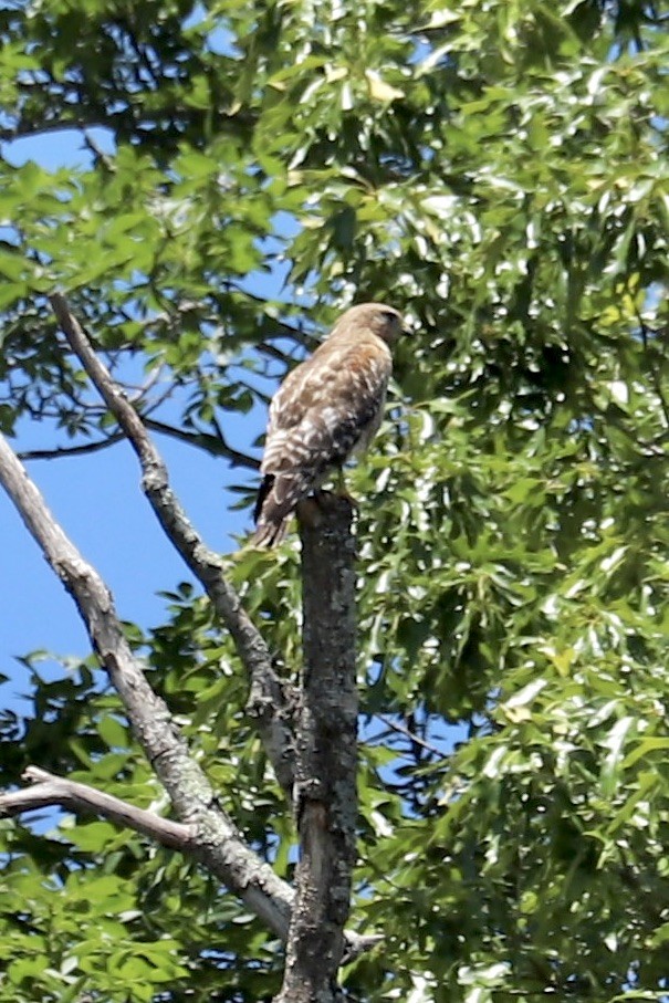 Red-shouldered Hawk - ML636572305