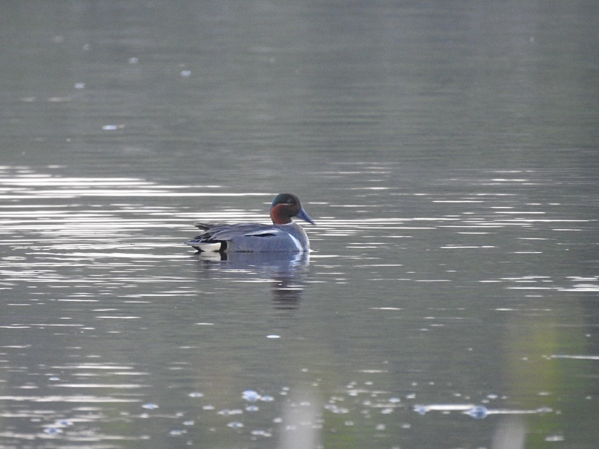 Green-winged Teal (Eurasian x American) - ML636572450
