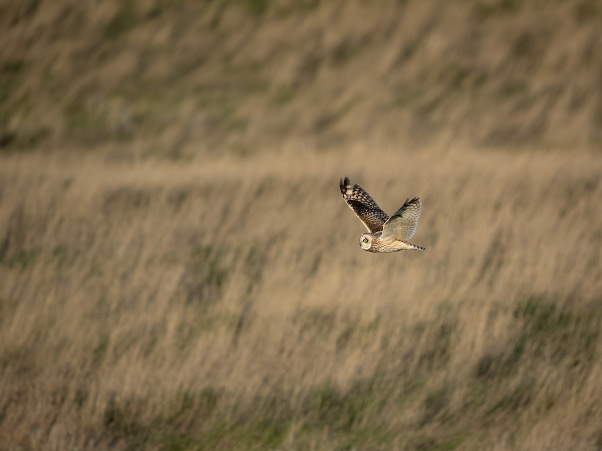 Gufo di palude - ML636572472