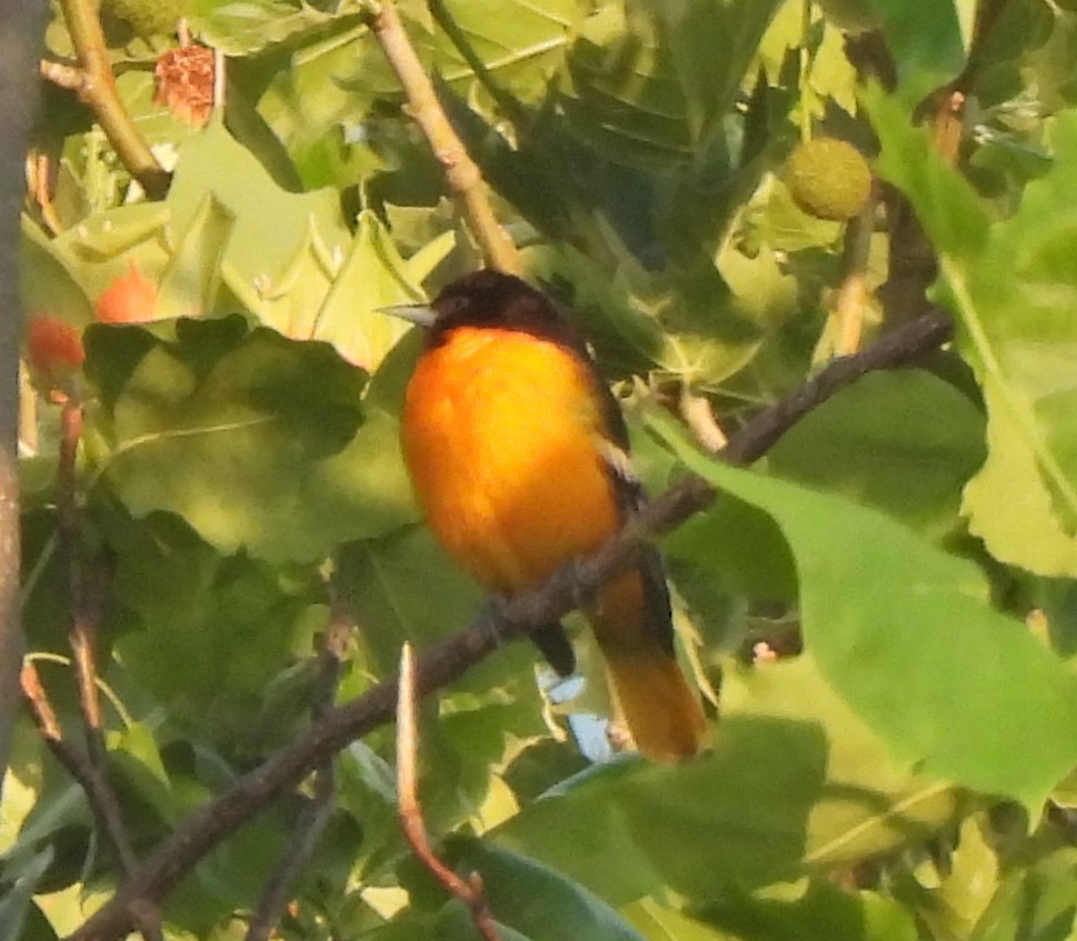 Baltimore Oriole - ML636572512