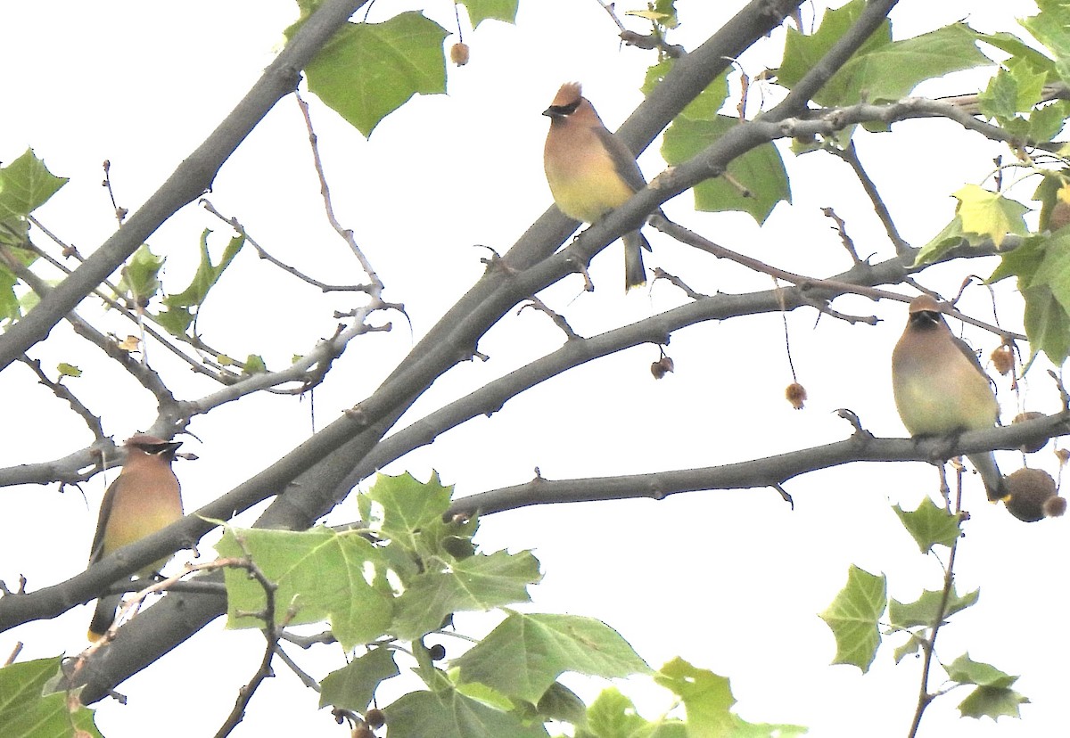 Cedar Waxwing - ML636572638