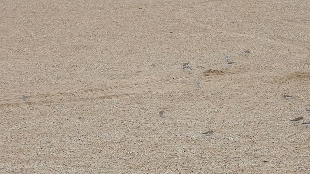 חופית לבנה - ML636572690