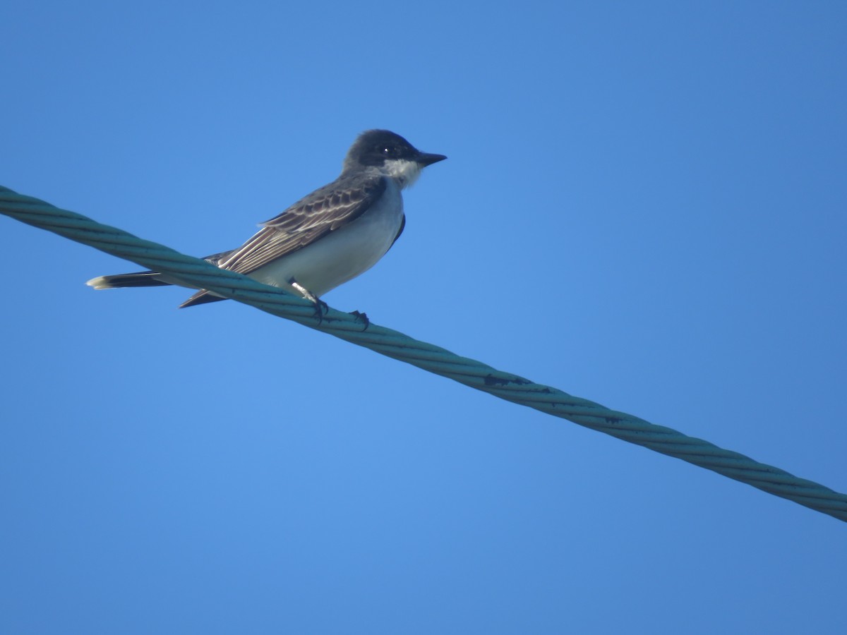 Eastern Kingbird - ML636572724