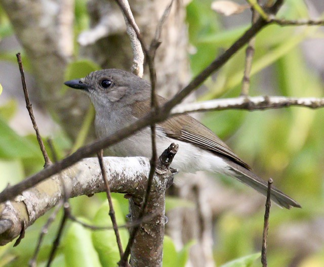 Mangrove Whistler - ML636572729
