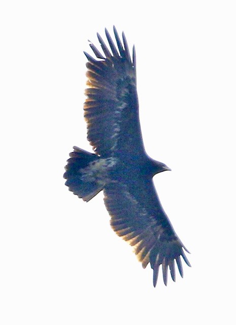 Aigle criard - ML636572853