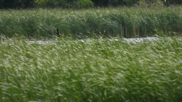 Хилэн хараалай - ML636572885