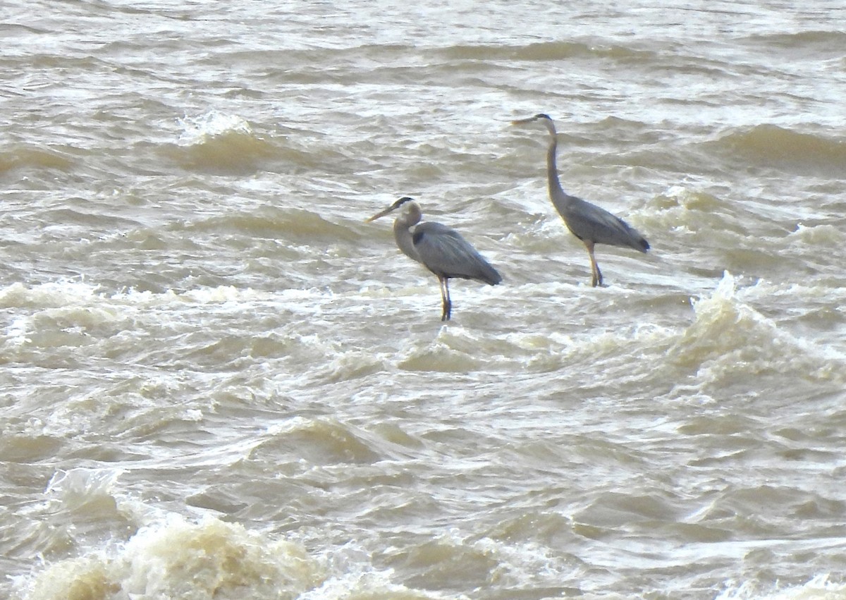 Great Blue Heron - ML636572909