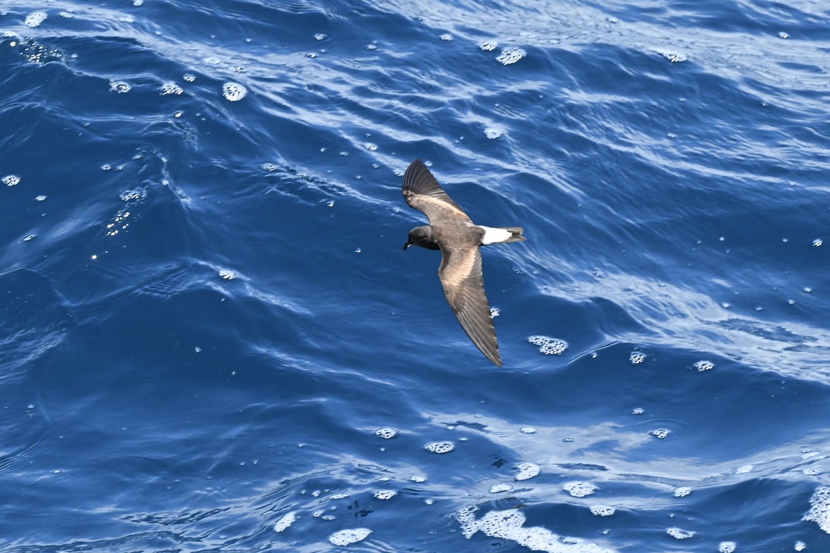 Wedge-rumped Storm-Petrel - ML636572999
