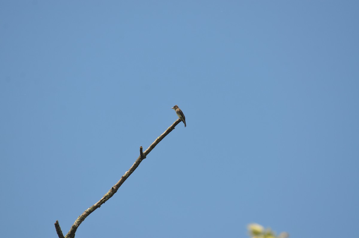Olive-sided Flycatcher - ML636573028