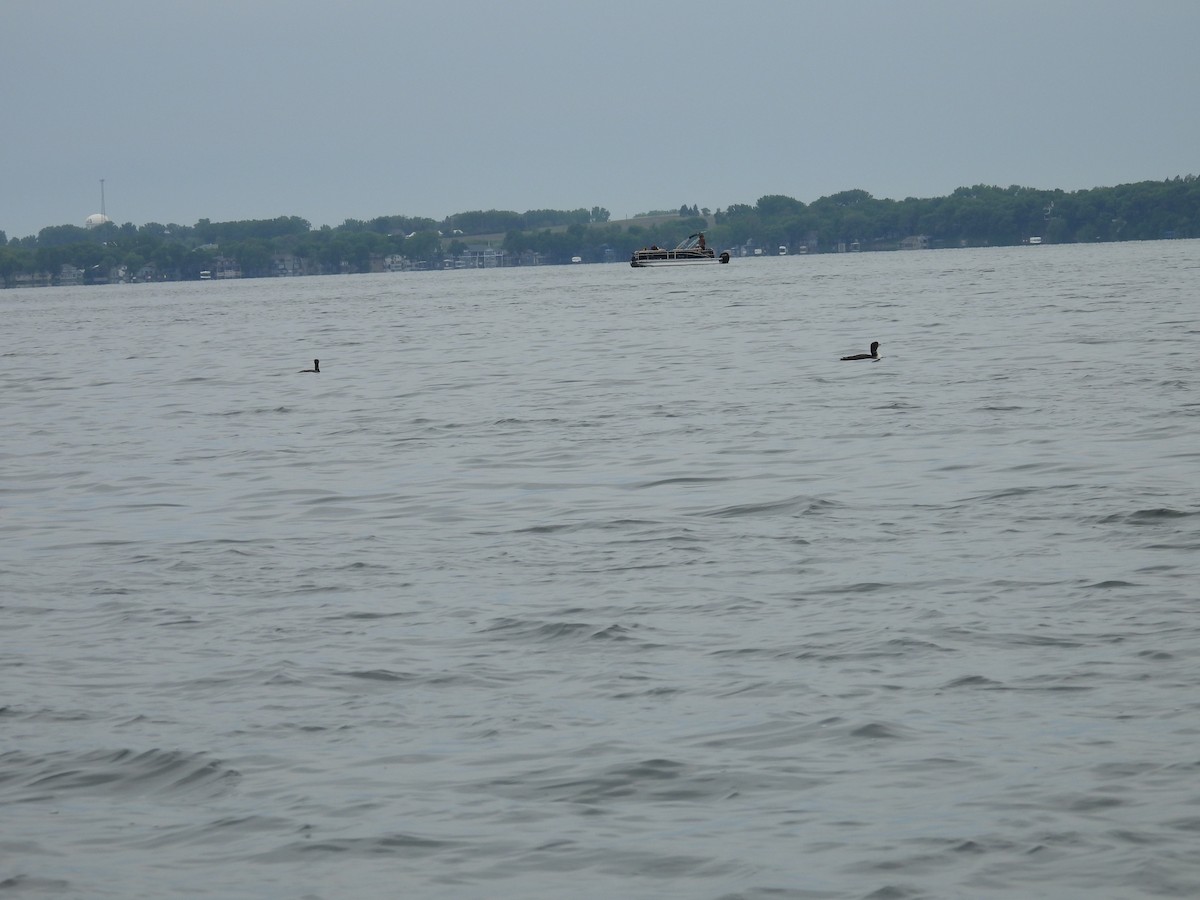 Common Loon - ML636573157