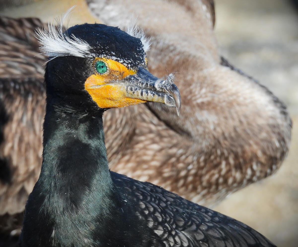 Double-crested Cormorant - ML636573162