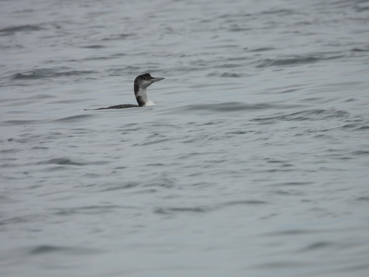 Common Loon - ML636573163
