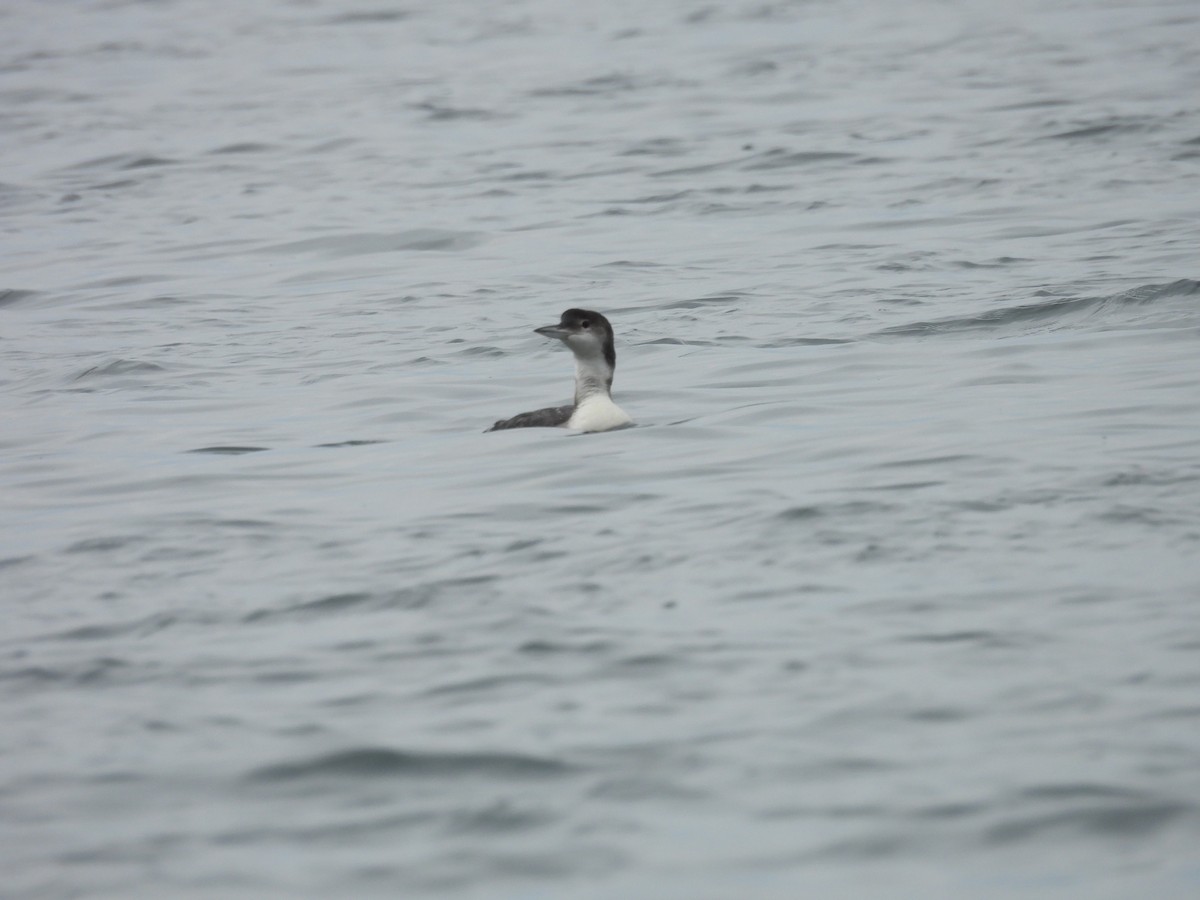 Common Loon - ML636573164