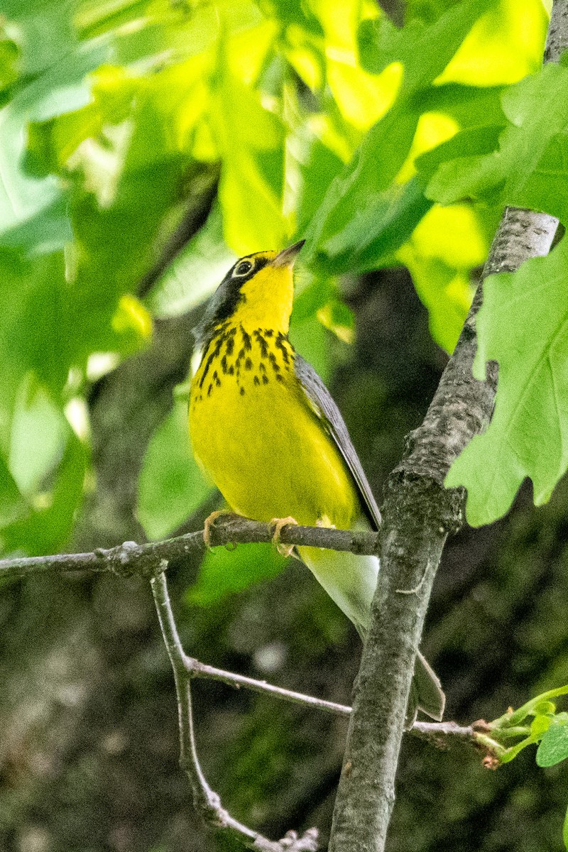 Canada Warbler - ML636573206