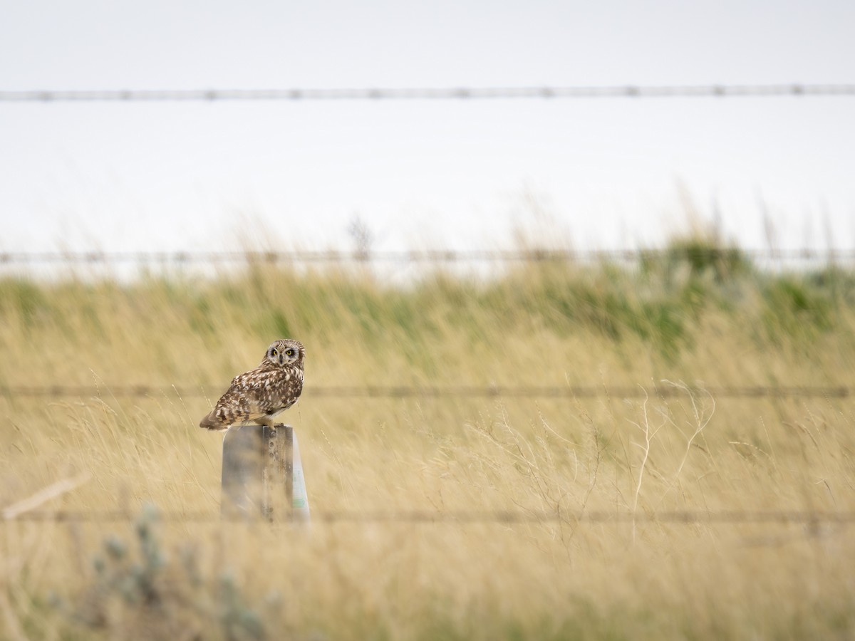 Gufo di palude - ML636573236