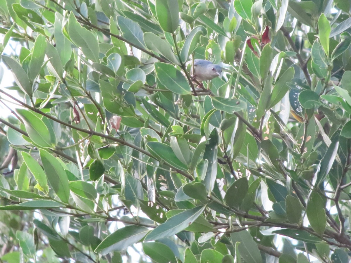 Bicolored Conebill - ML636573332