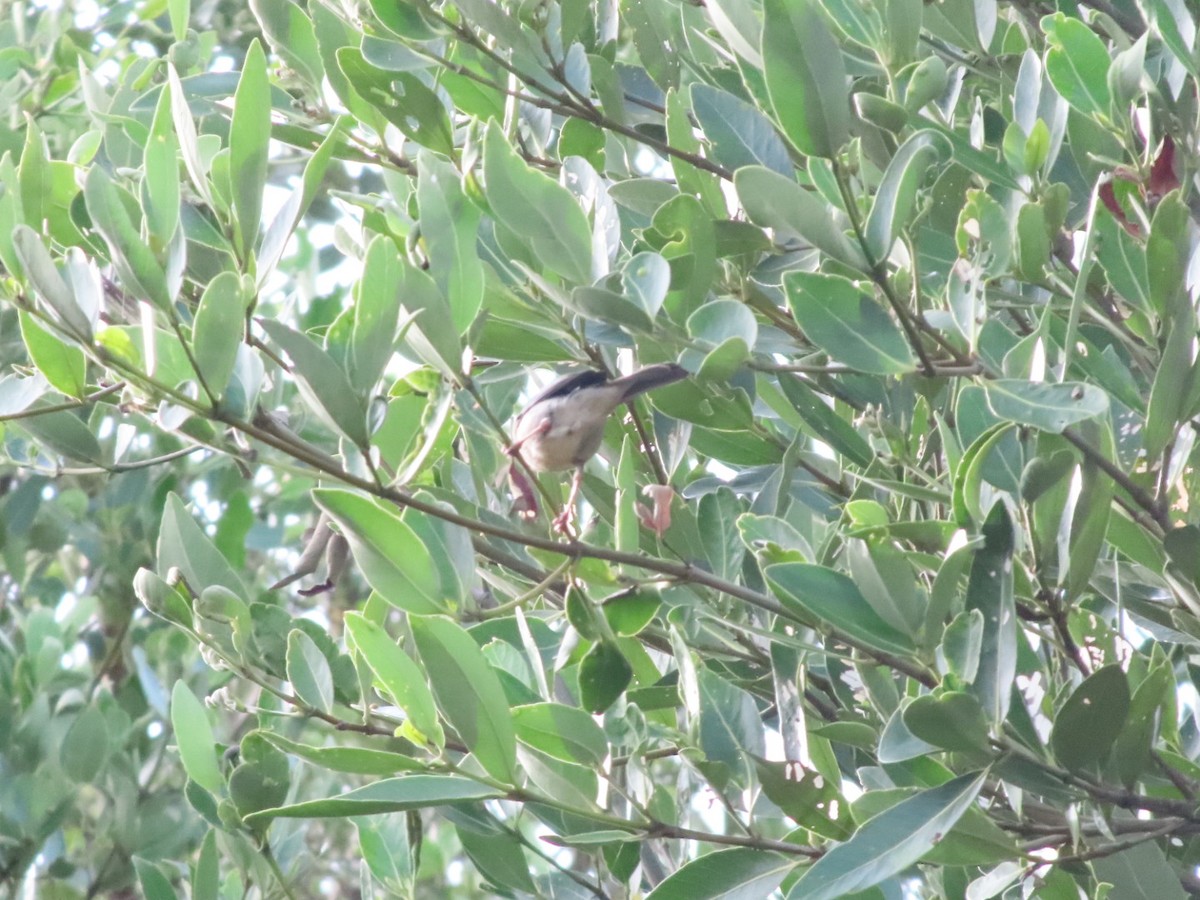 Bicolored Conebill - ML636573333