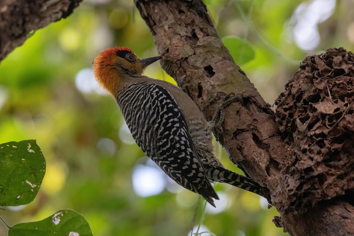 Golden-cheeked Woodpecker - ML636573366