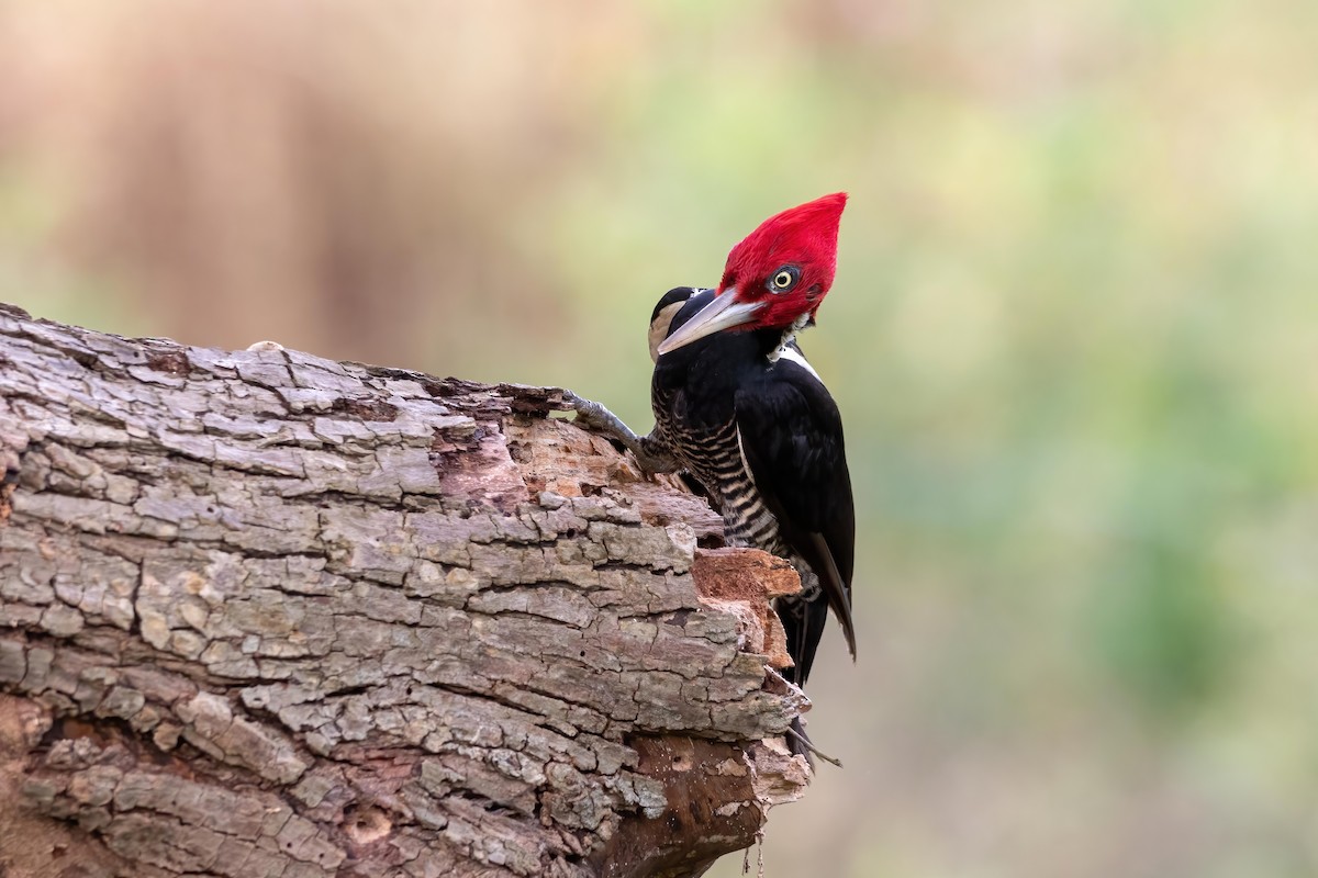 Pale-billed Woodpecker - ML636573377