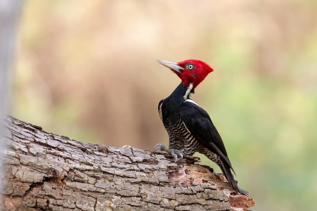 Pale-billed Woodpecker - ML636573378