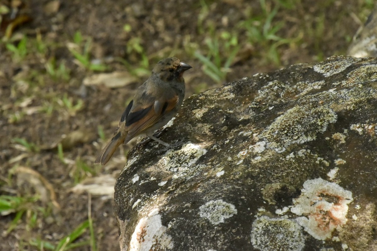 Lesser Antillean Bullfinch - ML636573429